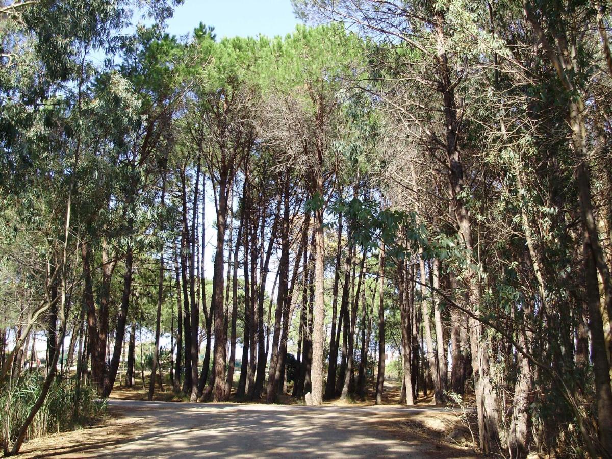 Appartement F1 Calvi A 150 Metres De La Plage Esterno foto